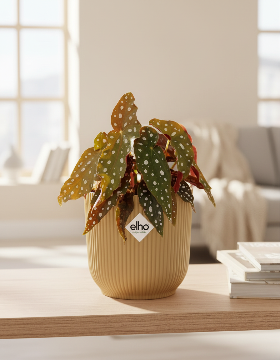 Begonia maculata + ELHO Vibes Fold 14cm – Gelb Everspring