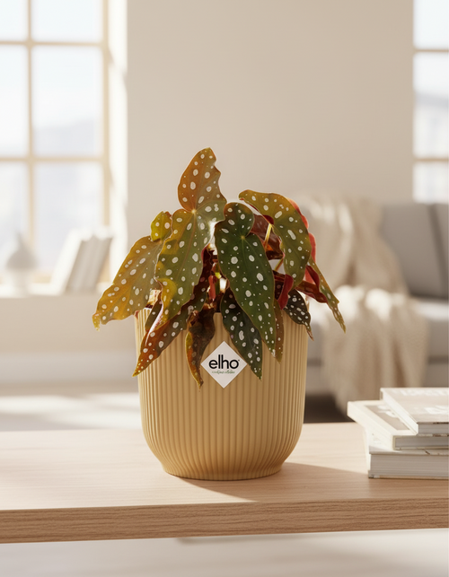 Begonia maculata + ELHO Vibes Fold 14cm – Gelb Everspring