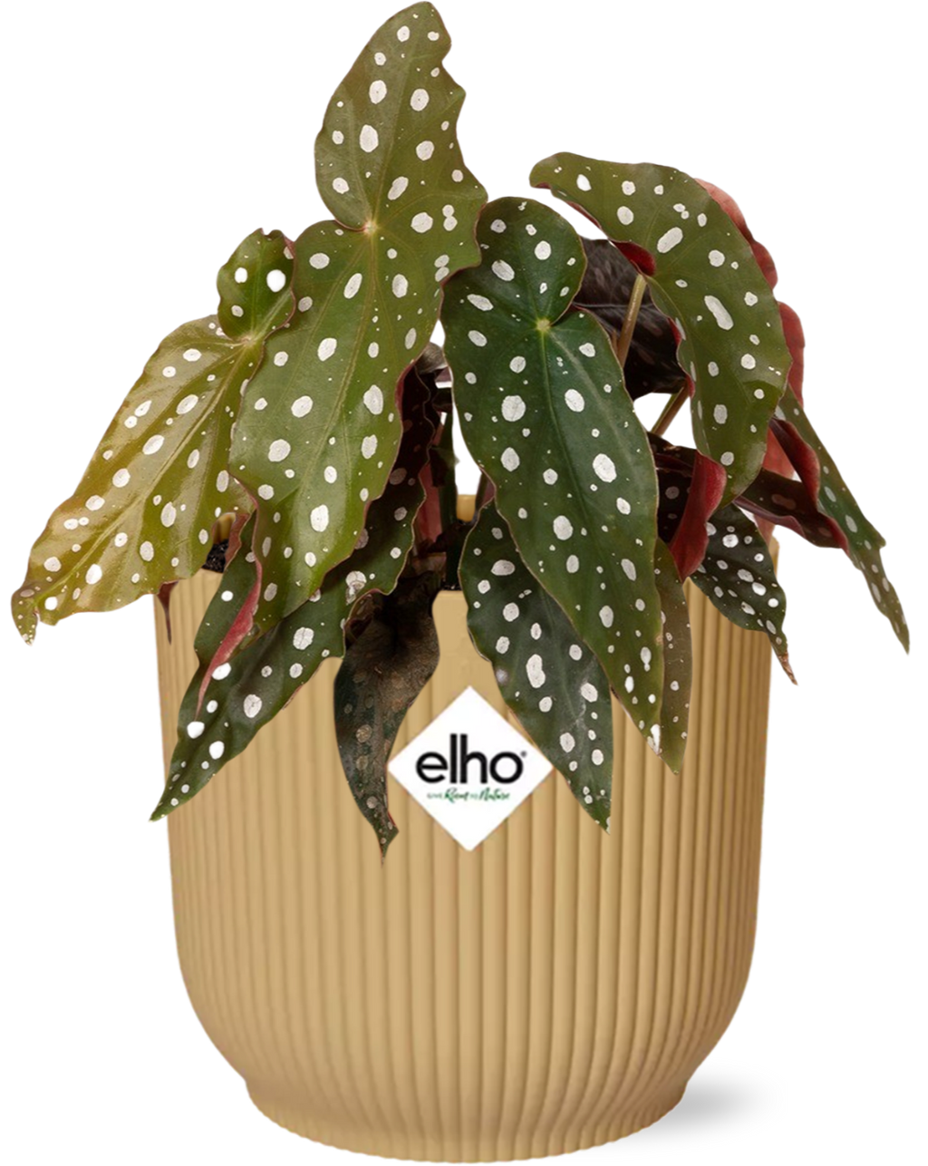 Begonia maculata + ELHO Vibes Fold 14cm – Gelb Everspring