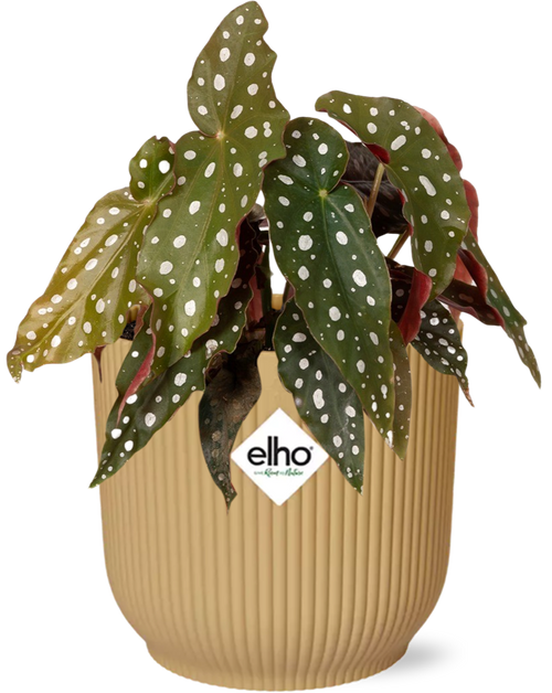Begonia maculata + ELHO Vibes Fold 14cm – Gelb Everspring
