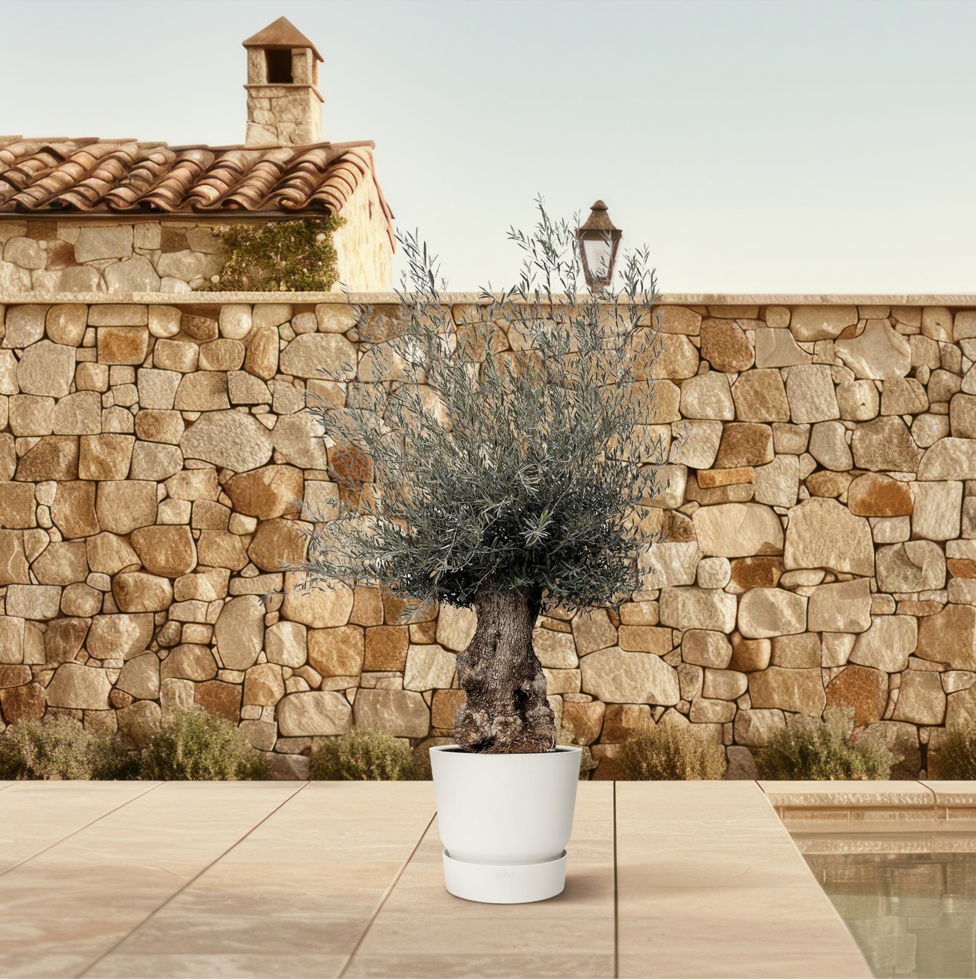 Olea Europaea Bonsai - Ø80cm-↕270cm Everspring