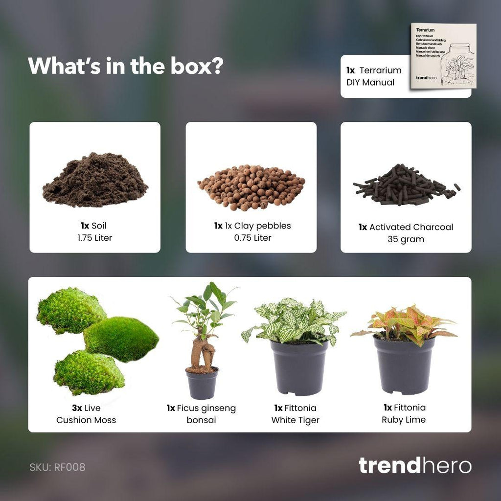 Pflanzen-Terrarium Nachfüll- & Starterpaket – Ficus Ginseng Bonsai Everspring
