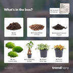 Pflanzen-Terrarium Nachfüll- & Starterpaket – Ficus Ginseng Bonsai Everspring