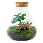 Flaschengarten - Sammie Coffea - ↕26cm Everspring