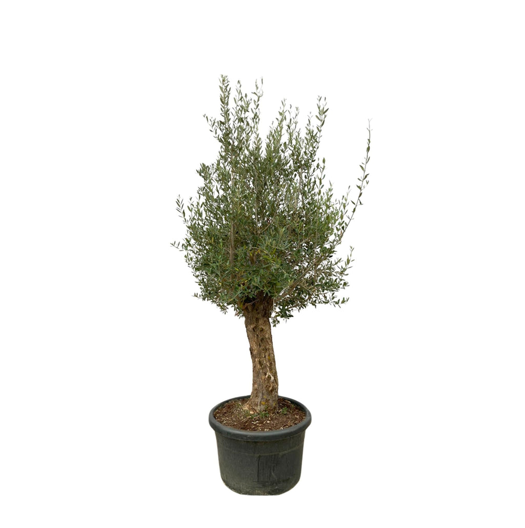 Olea Europaea Bonsai - Ø65cm-↕250cm Everspring