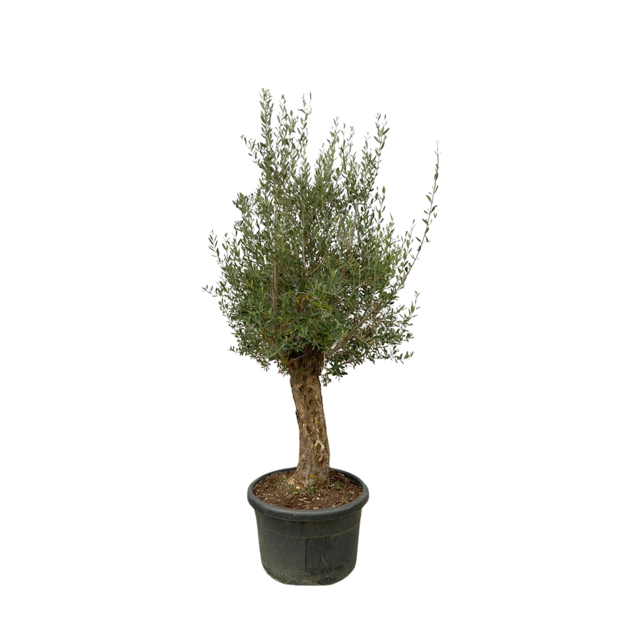 Olea Europaea Bonsai - Ø65cm-↕250cm Everspring