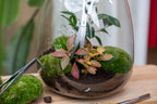 ✂️ Lange Terrarium-Schere – Edelstahl – ↕25cm Everspring