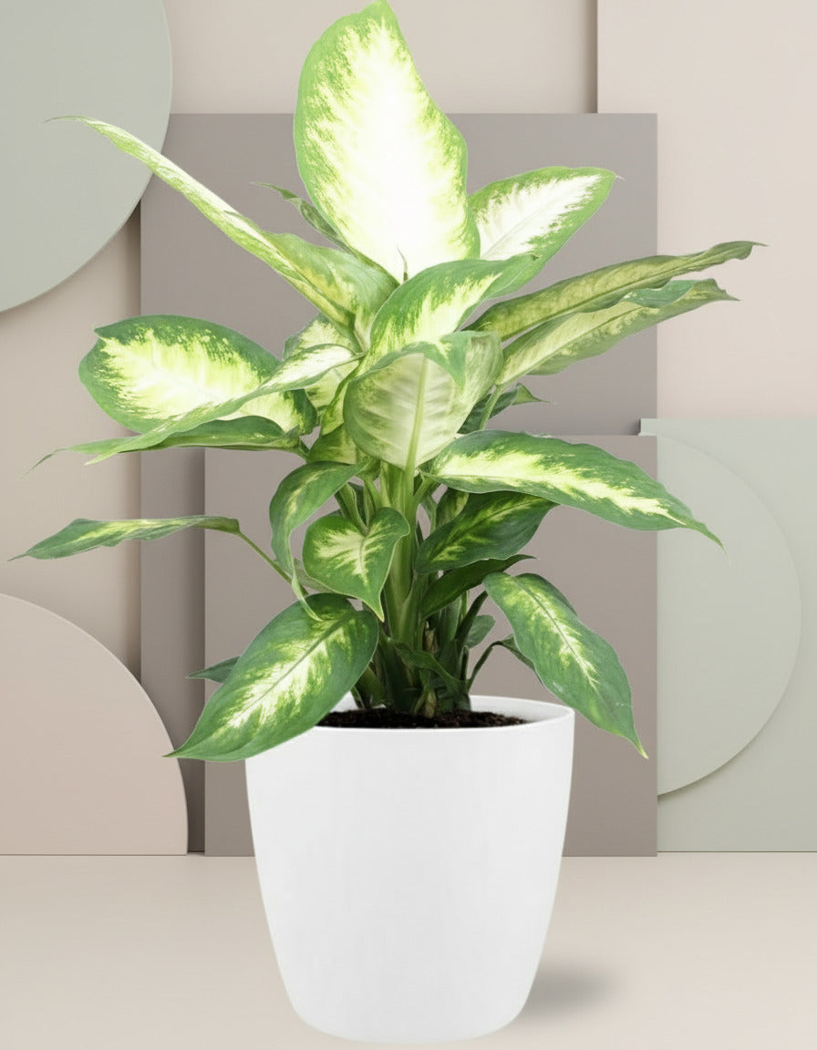Dieffenbachia Camilla - Ø17cm-↕45cm + Topf Brussels Ø18cm-↕17cm - Weiß Everspring