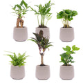 Urban Jungle 6er - Set