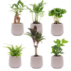 Urban Jungle 6er - Set