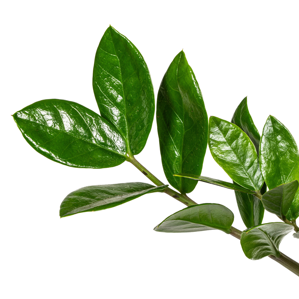 Zamioculcas Zamiifolia Ø17cm-↕40-50cm Everspring