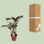 Calathea Fusion White Basic