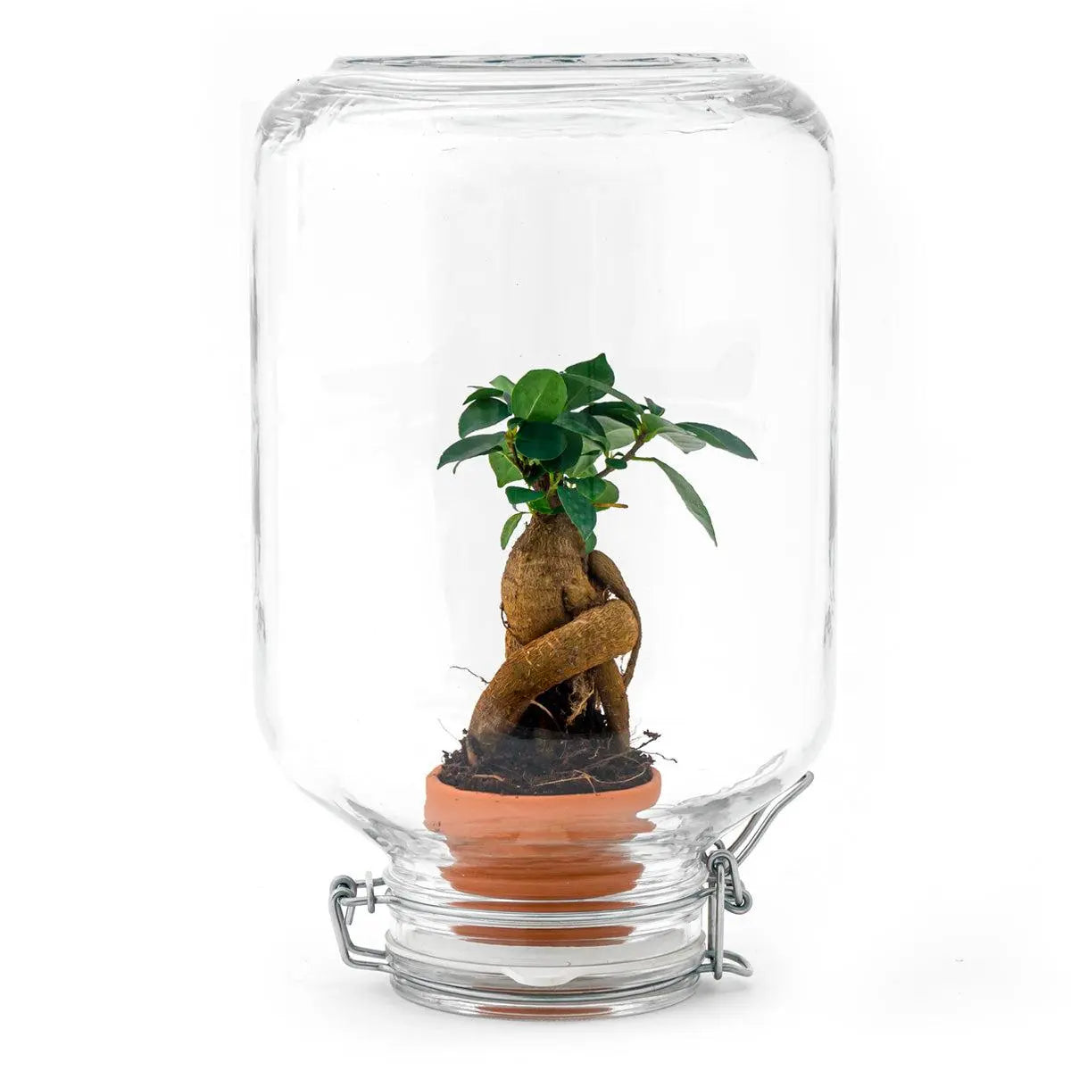 Easyplant - Ficus Ginseng Bonsai Everspring