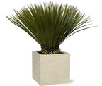 Yucca Rostrata - Ø30cm-↕70cm Everspring