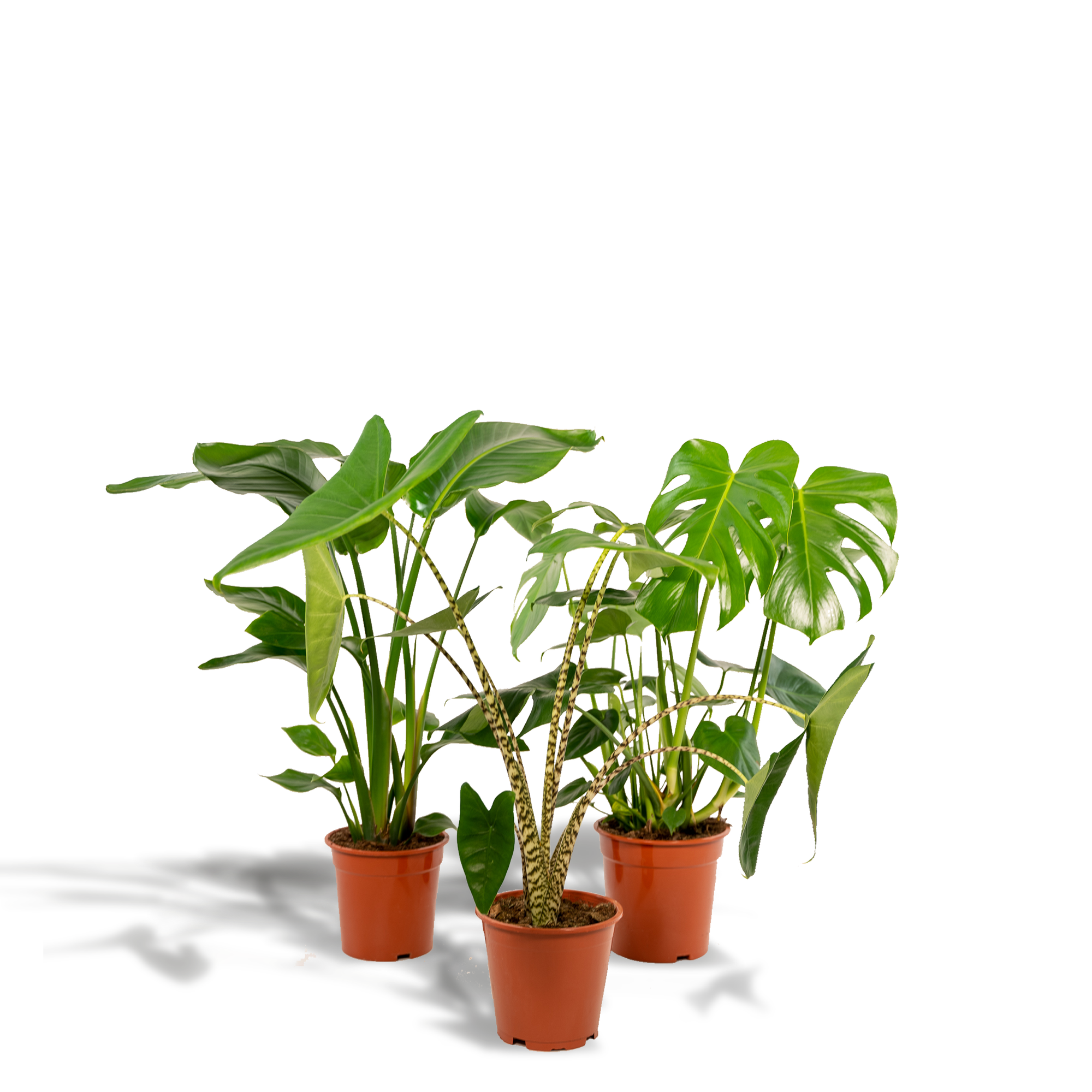 Urban Jungle Set – Monstera, Alocasia & Strelitzia