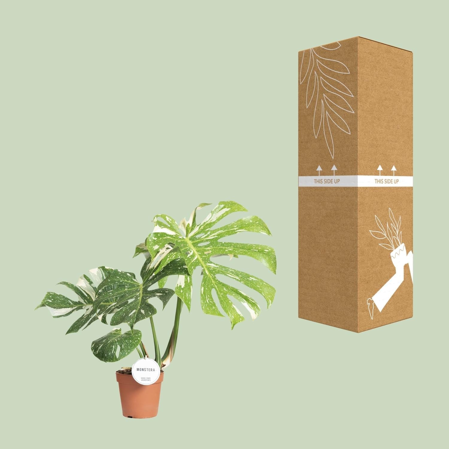 Monstera Thai Constellation - Ø15cm-↕40-50cm Everspring