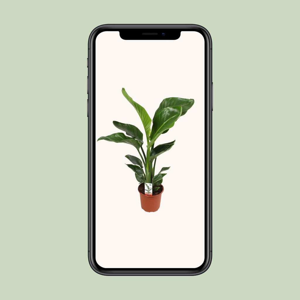Strelitzia Nicolai