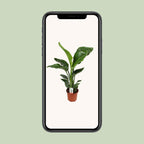 Strelitzia Nicolai
