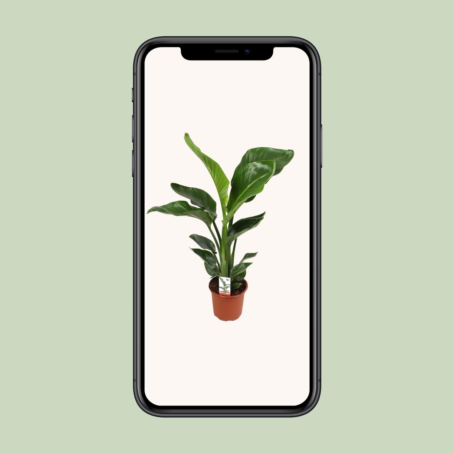 Strelitzia Nicolai
