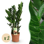 Zamioculcas ZZ-Pflanze – 2er Set