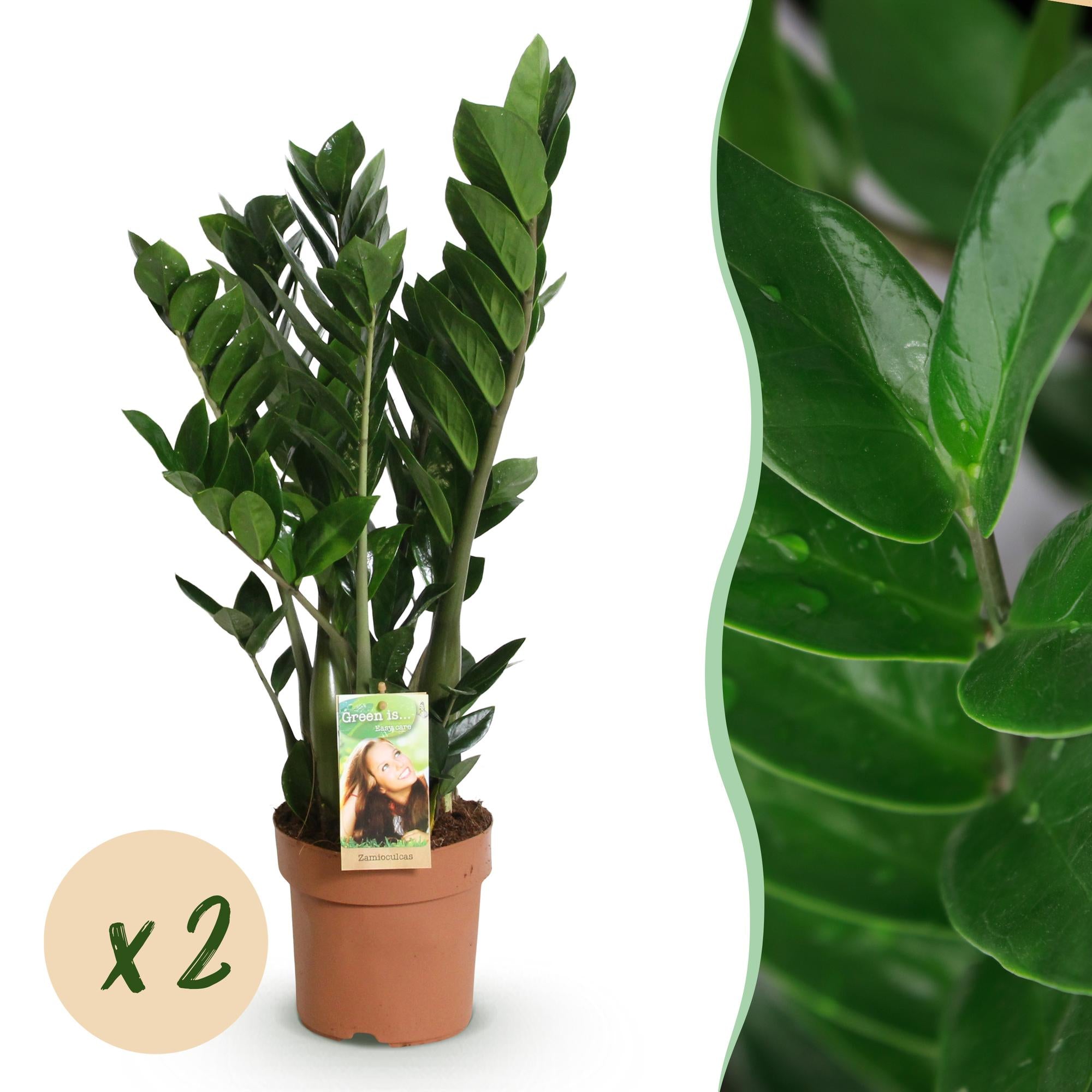 Zamioculcas ZZ-Pflanze – 2er Set