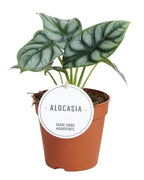 Alocasia Silver Dragon - Ø12cm-↕25cm Everspring