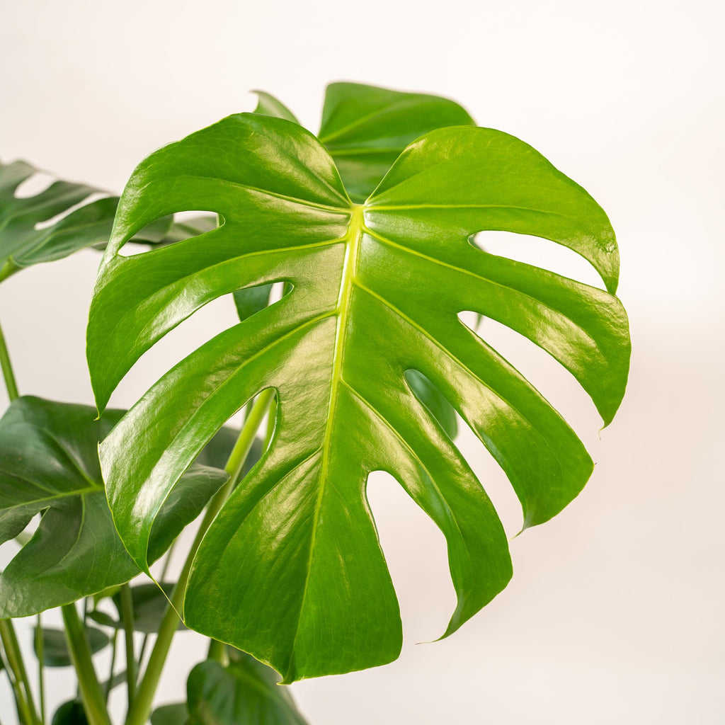 Monstera Deliciosa + Topf Mayk Gold