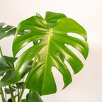 Monstera Deliciosa + Topf Mayk Gold
