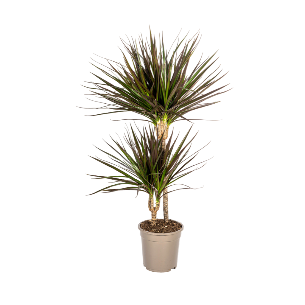 Dracaena Marginata Magenta Ø19cm-↕70cm-90cm Everspring