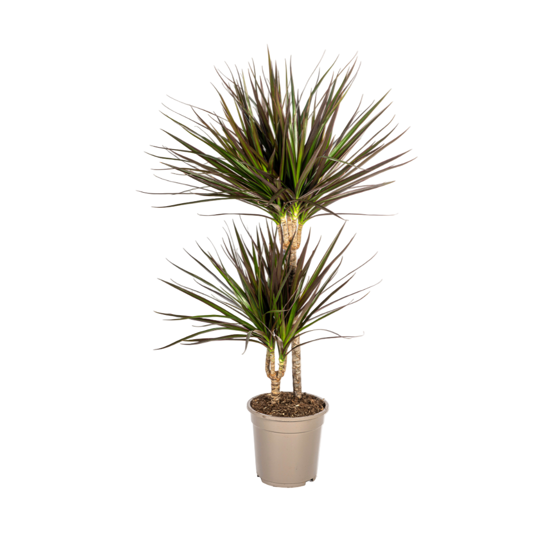 Dracaena Marginata Magenta Ø19cm-↕70cm-90cm Everspring