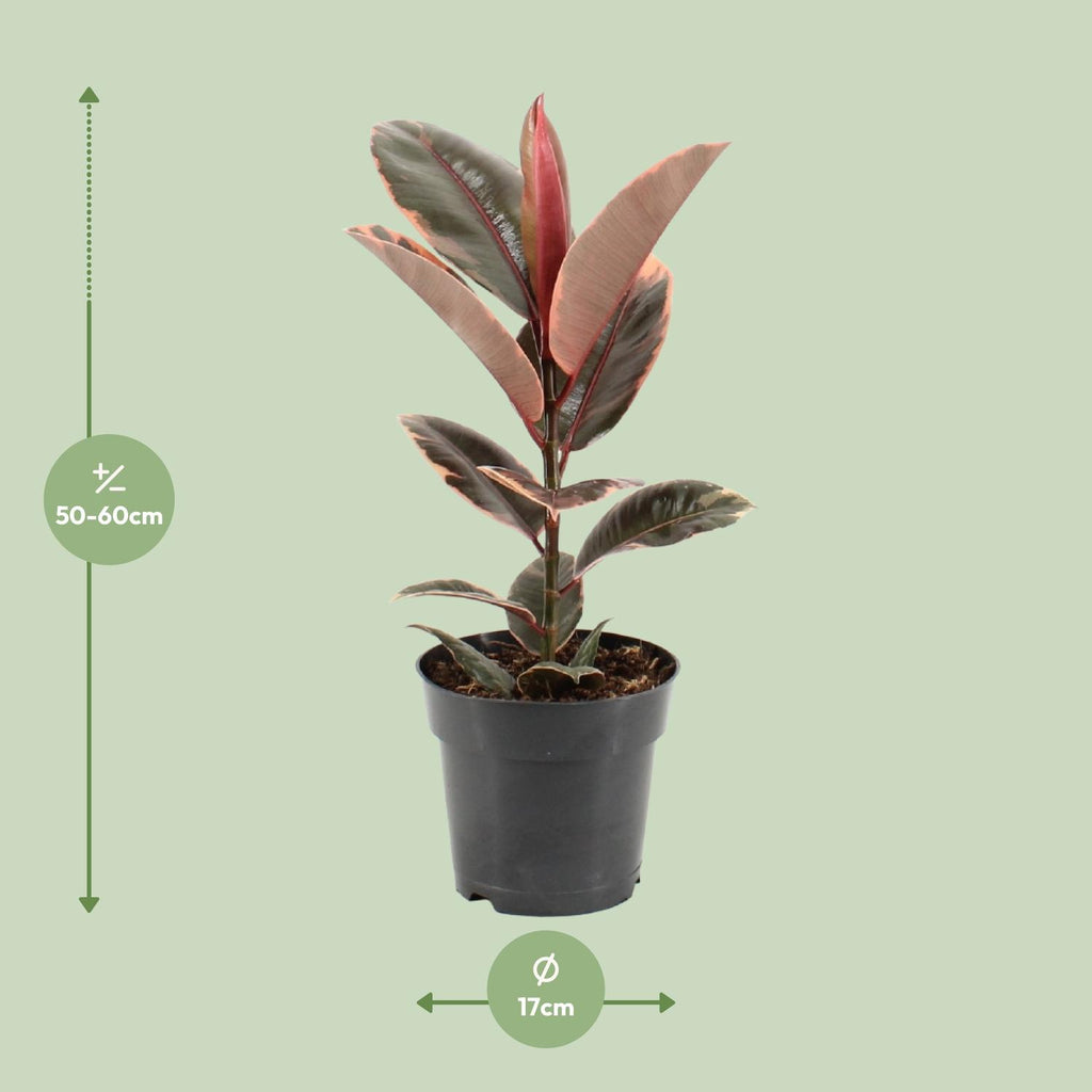 Ficus Elastica Belize – Gummipflanze