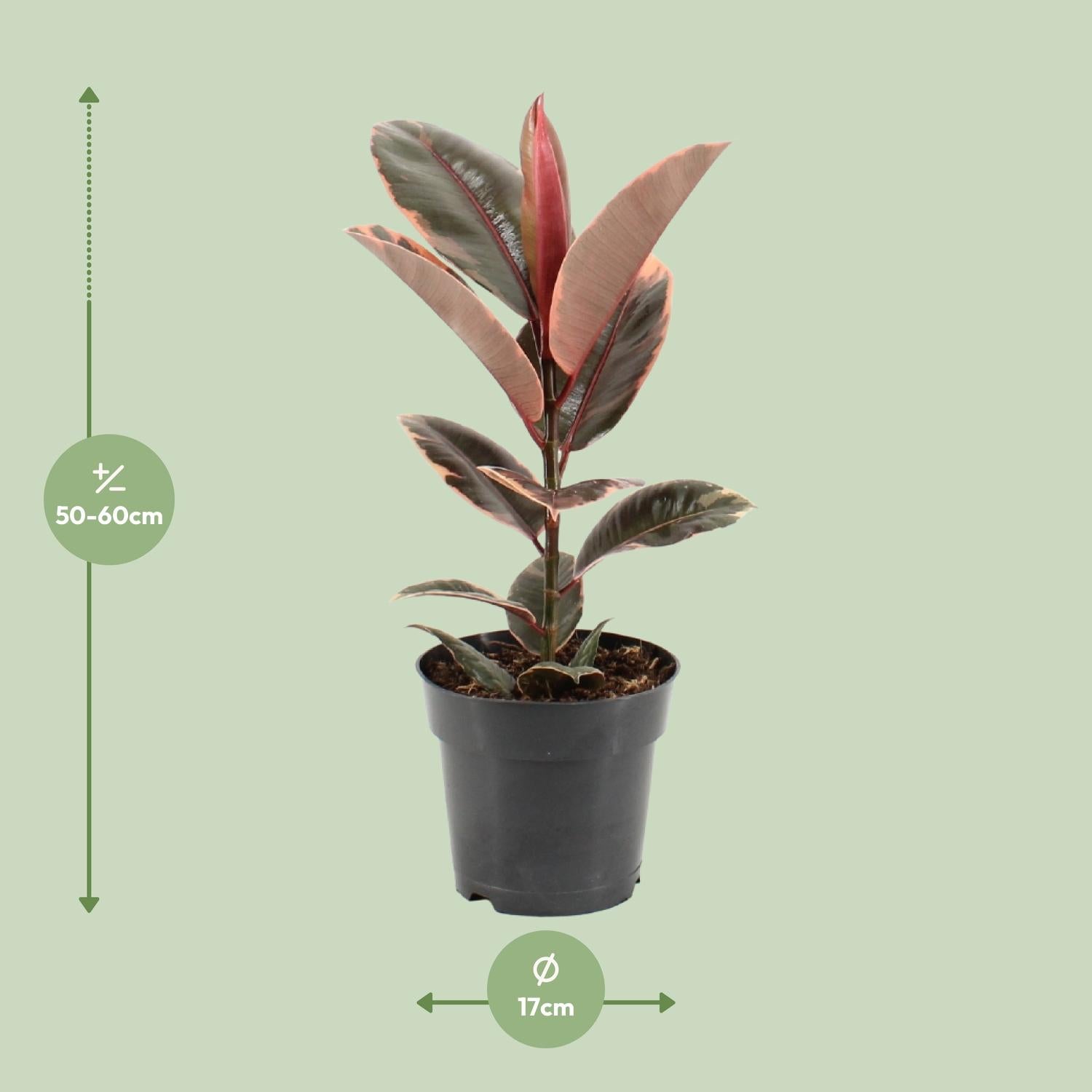 Ficus Elastica Belize – Gummipflanze