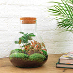Flaschengarten - Sammie Coffea - ↕26cm Everspring