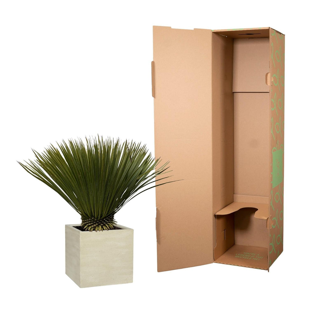 Yucca Rostrata - Ø30cm-↕70cm Everspring