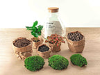 Flaschengarten - Sammie Coffea - ↕26cm Everspring