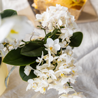 Kolibri Orchids – Poppy Orange Set
