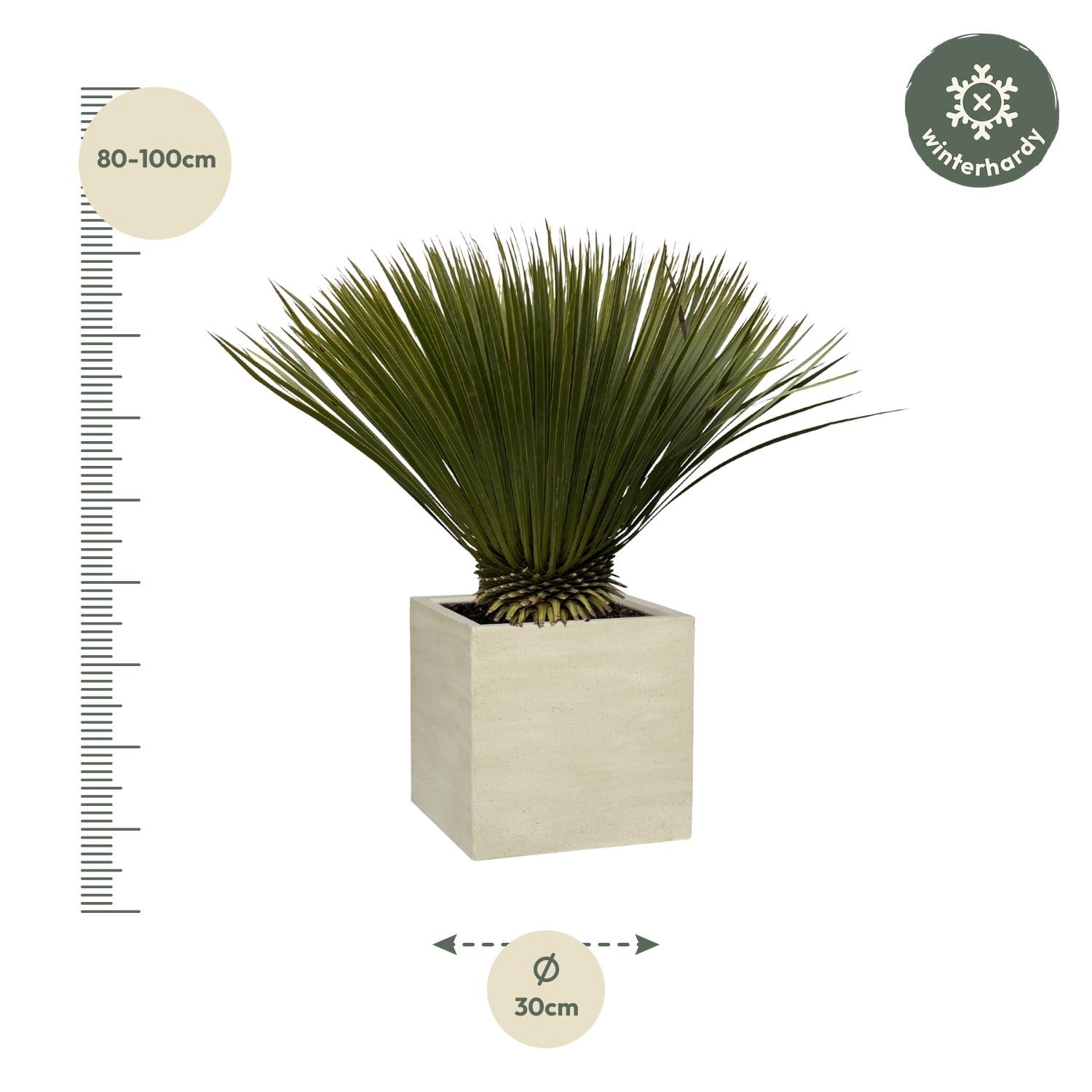 Yucca Rostrata - Ø30cm-↕70cm Everspring