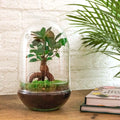 Flaschengarten - Egg XL Bonsai - ↕30cm Everspring