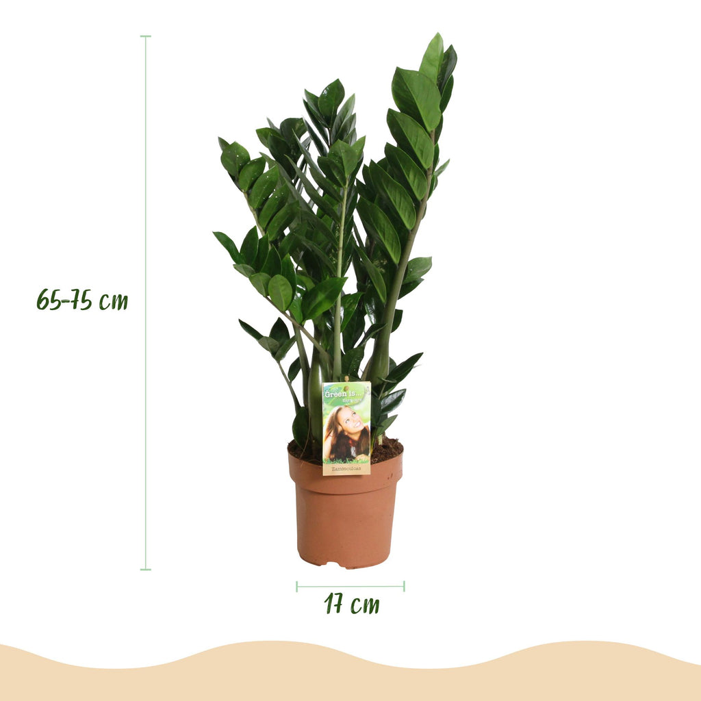 Zamioculcas ZZ-Pflanze – 2er Set