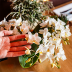 Kolibri Orchids – Poppy Orange Set