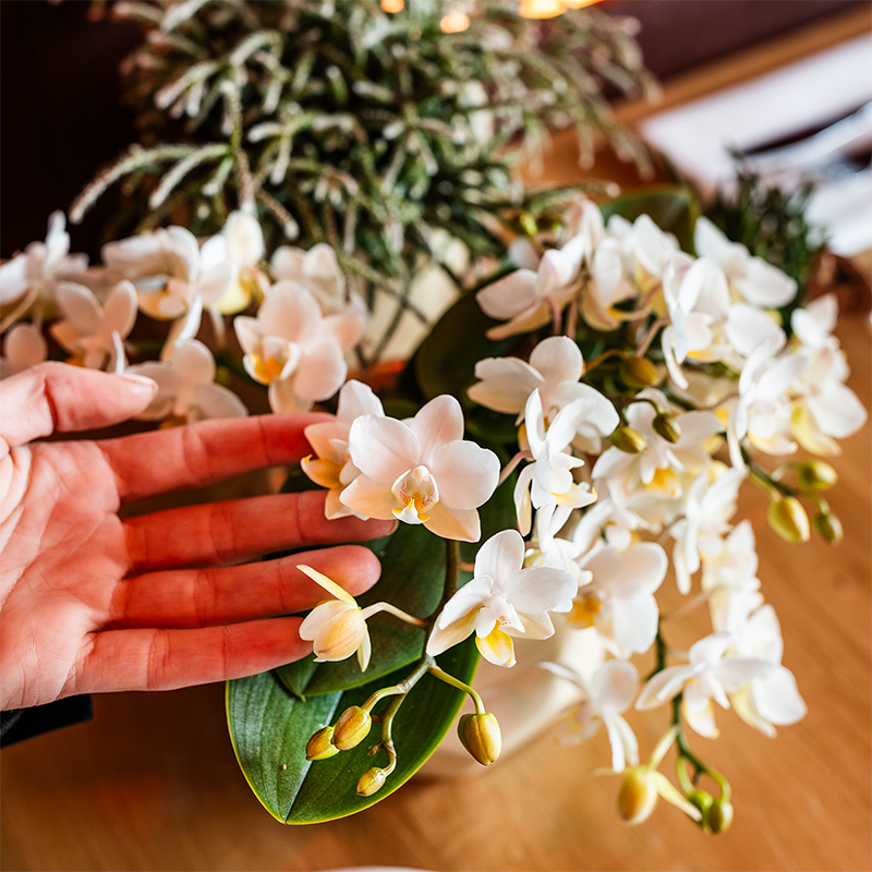 Kolibri Orchids – Poppy Orange Set