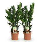 Zamioculcas ZZ-Pflanze – 2er Set