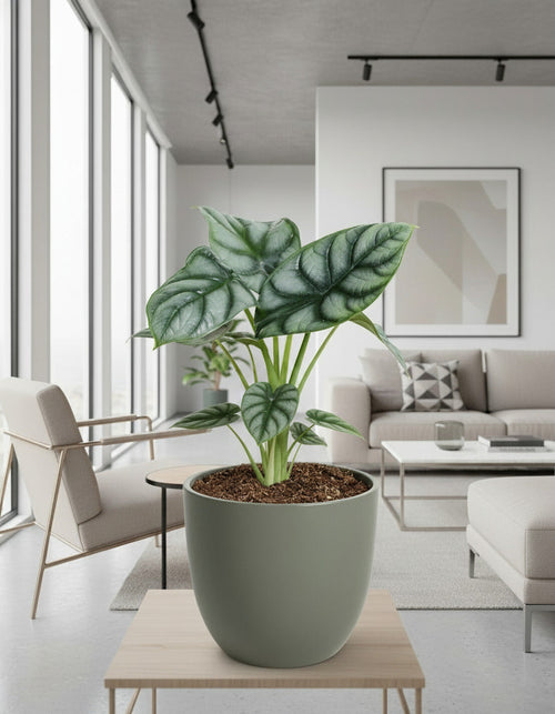 Alocasia Silver Dragon - Ø12cm-↕25cm Everspring