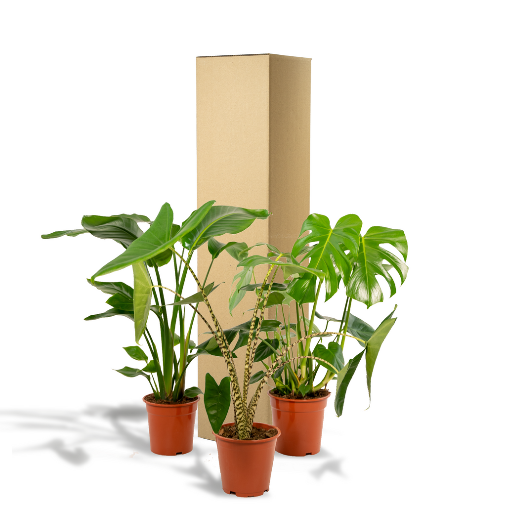 Urban Jungle Set – Monstera, Alocasia & Strelitzia