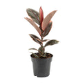 Ficus Elastica Belize – Gummipflanze