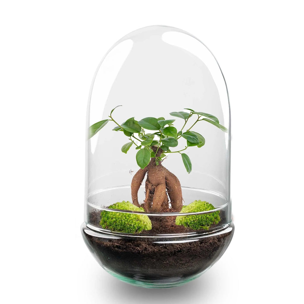 Flaschengarten - Egg XL Bonsai - ↕30cm Everspring