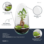 Flaschengarten - Egg Bonsai - ↕25cm Everspring