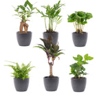 Urban Jungle 6er-Set