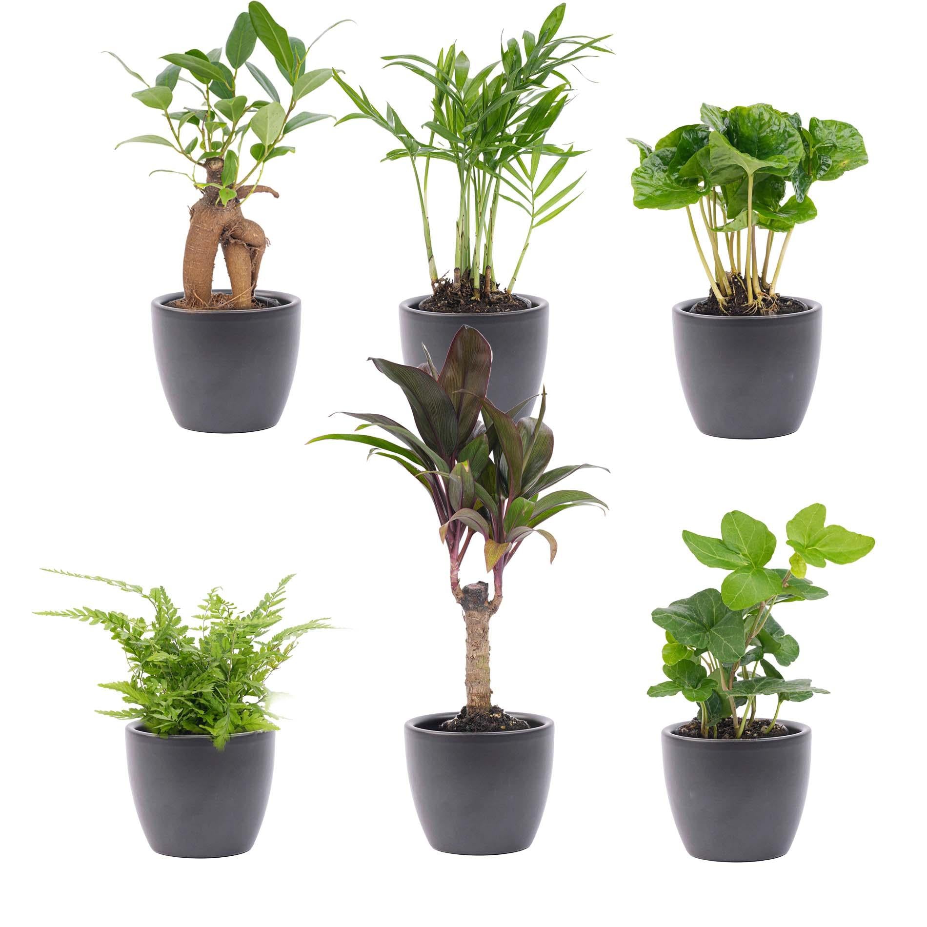 Urban Jungle 6er-Set