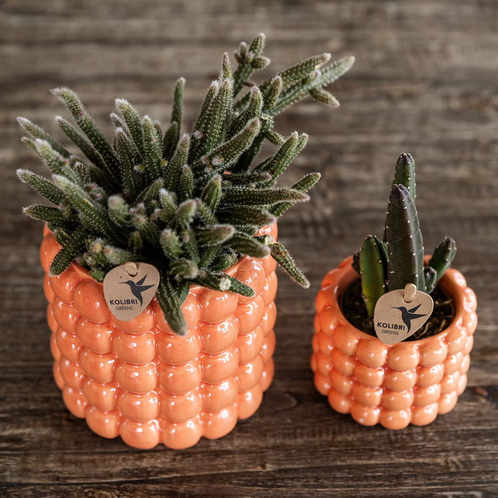 Kolibri Orchids – Poppy Orange Set
